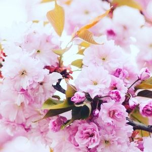 Meet your Posher, Isabella